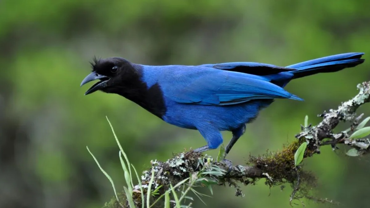 Você conhece o corvo brasileiro? Ele