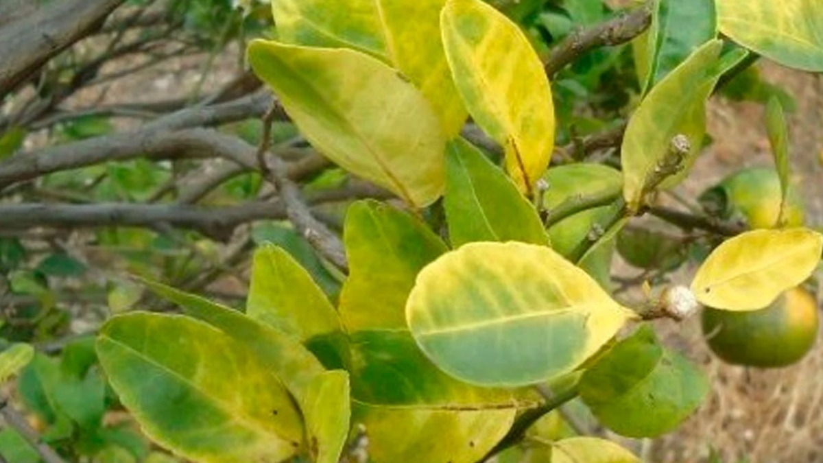 greening em pomares de laranja