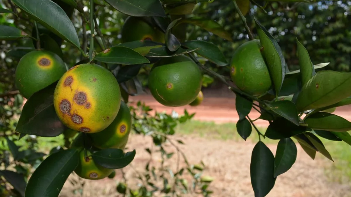 greening citricultura