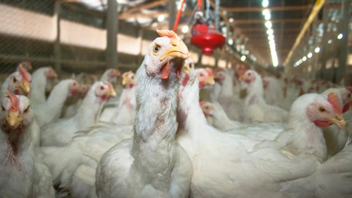 gripe aviária Brasil