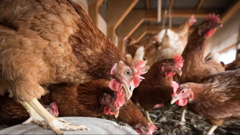 São Paulo confirma caso de gripe