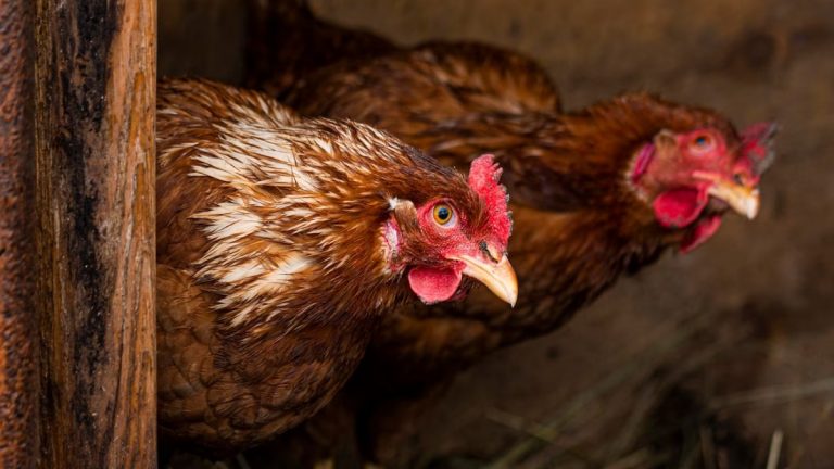 Quais os cuidados que se deve