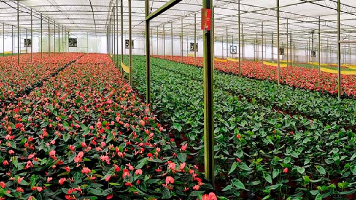 Inovações agronegócio