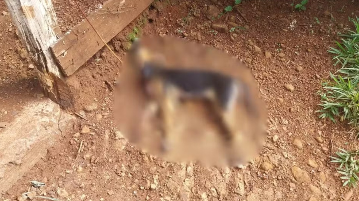 Homem é preso após matar o