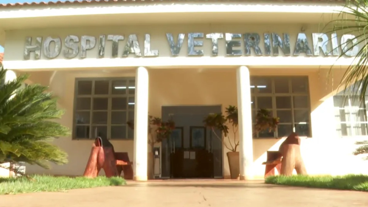 gato castração Ituverava