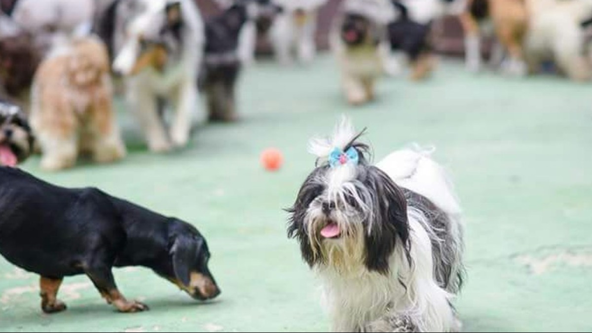 adoção de cães e gatos