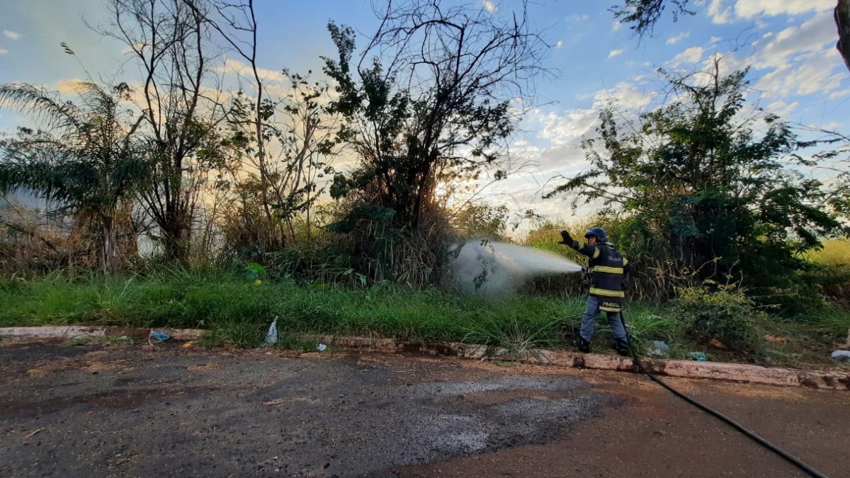 incêndio área reflorestamento