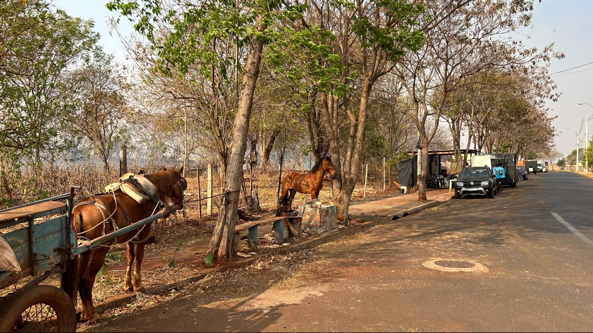 Incêndio em área de vegetação assusta