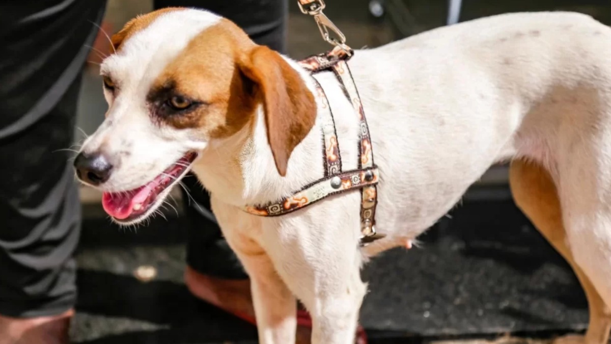 castração cães gatos