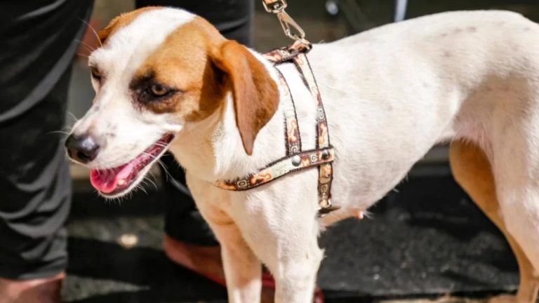 Ribeirão Preto tem inscrições gratuitas para