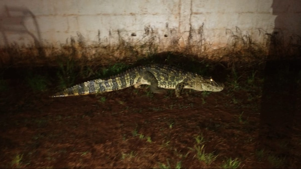 jacaré capturado Guaíra