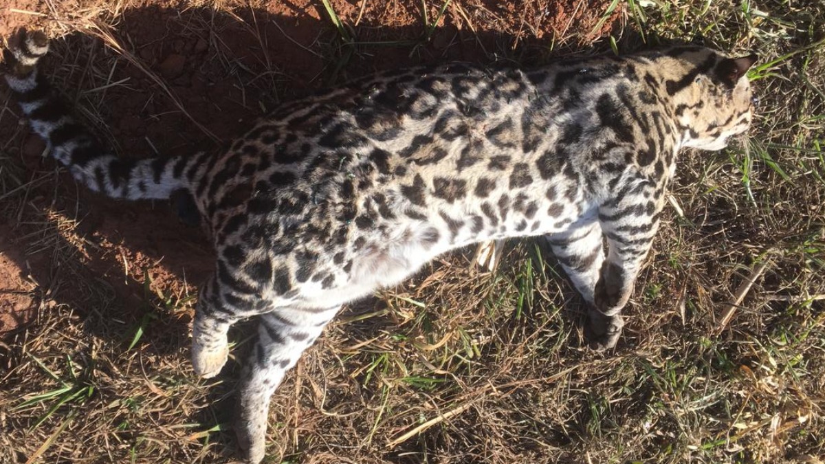 Jaguatirica morta rodovia