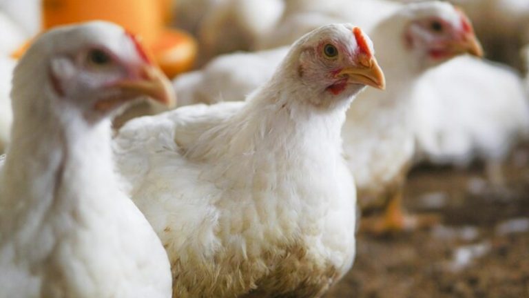 Ministério da Agricultura confirma detecção de