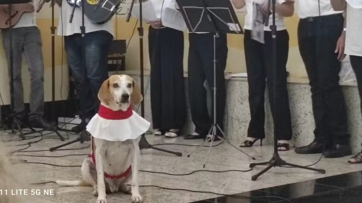 Cão é adotado por padre