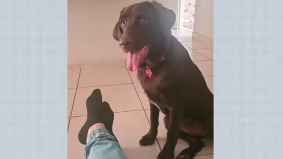 cachorra desaparecida