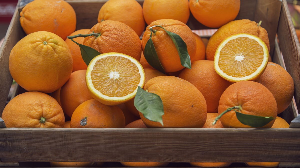 Safra de laranja 2024/25