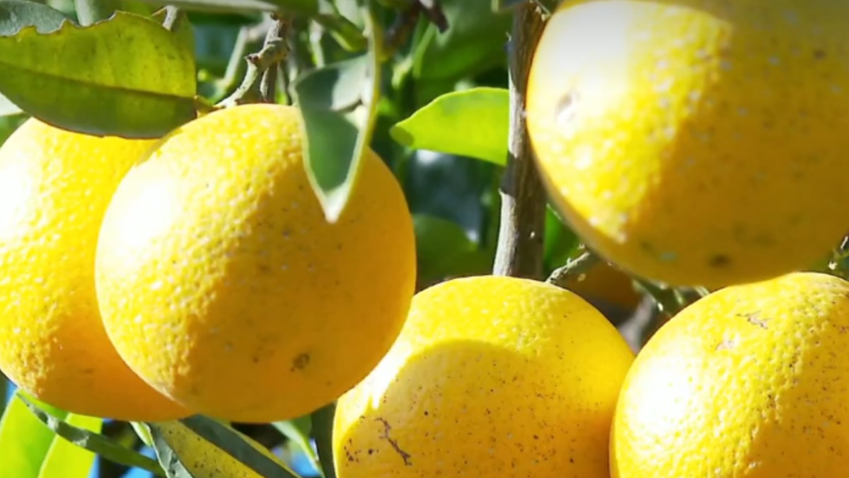 produção de laranjas