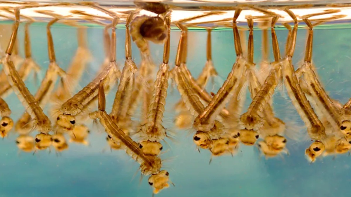 CPFL disponibiliza agentes para ajudar no