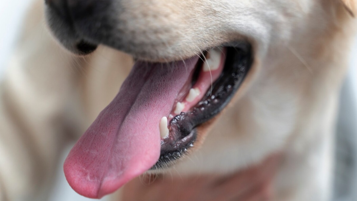 saúde bucal pet