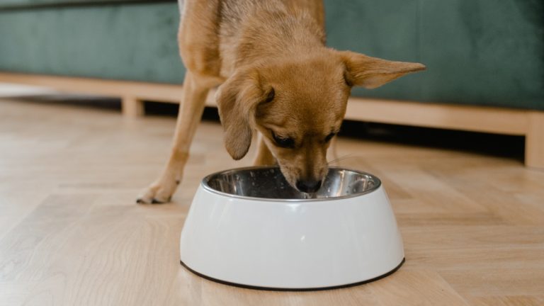 Câmara de Ribeirão Preto aprova projeto