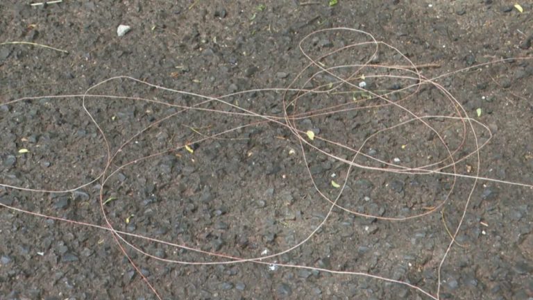 A importância da fiscalização para coibir