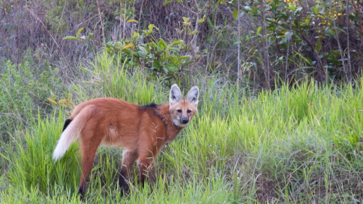 lobo-guará