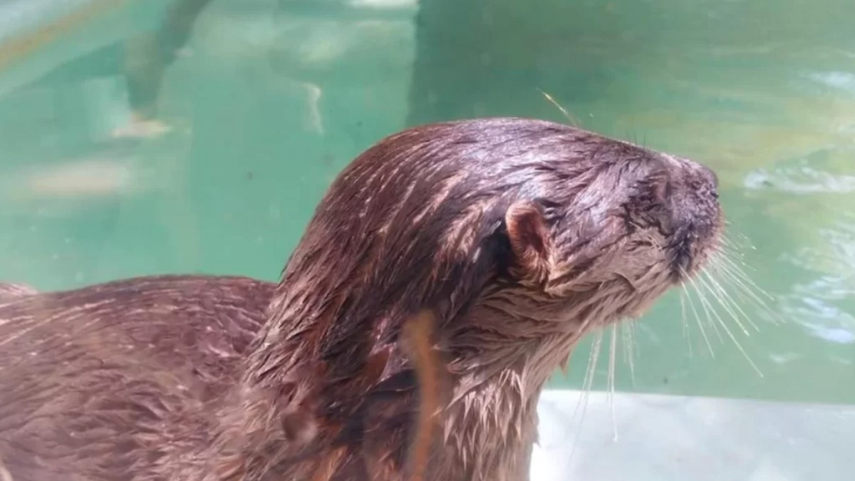 Bosque de Ribeirão Preto recebe uma