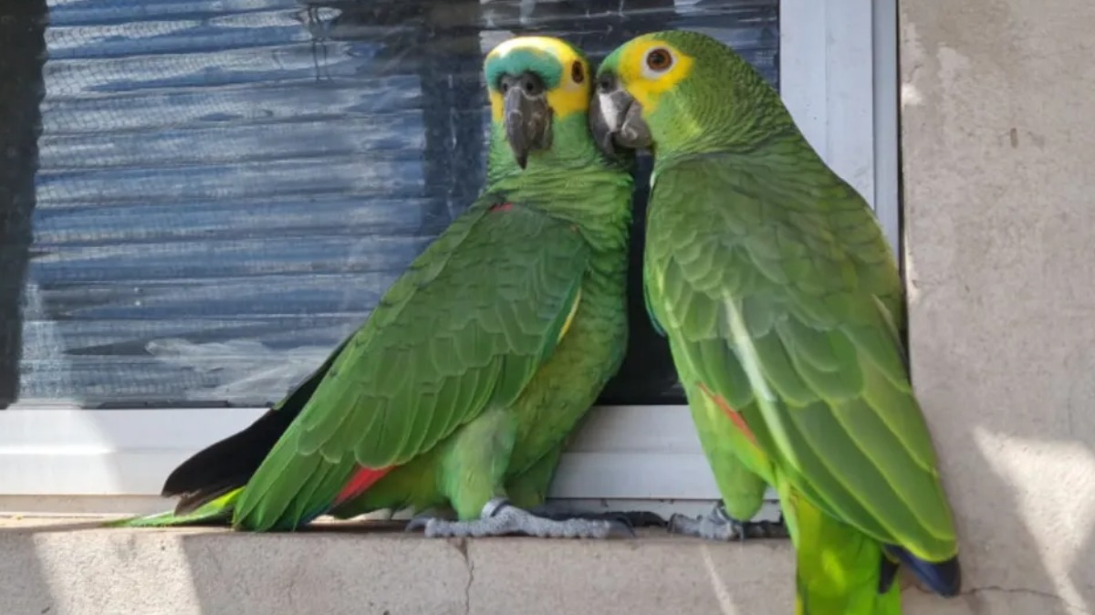 Papagaio companheira