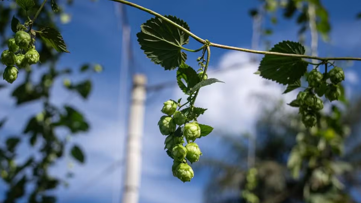 Você sabia que o lúpulo