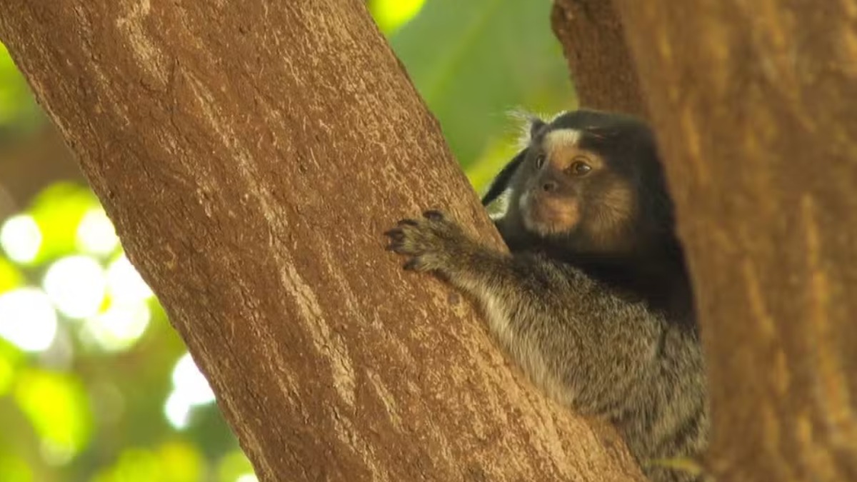 Cinco saguis são encontrados mortos