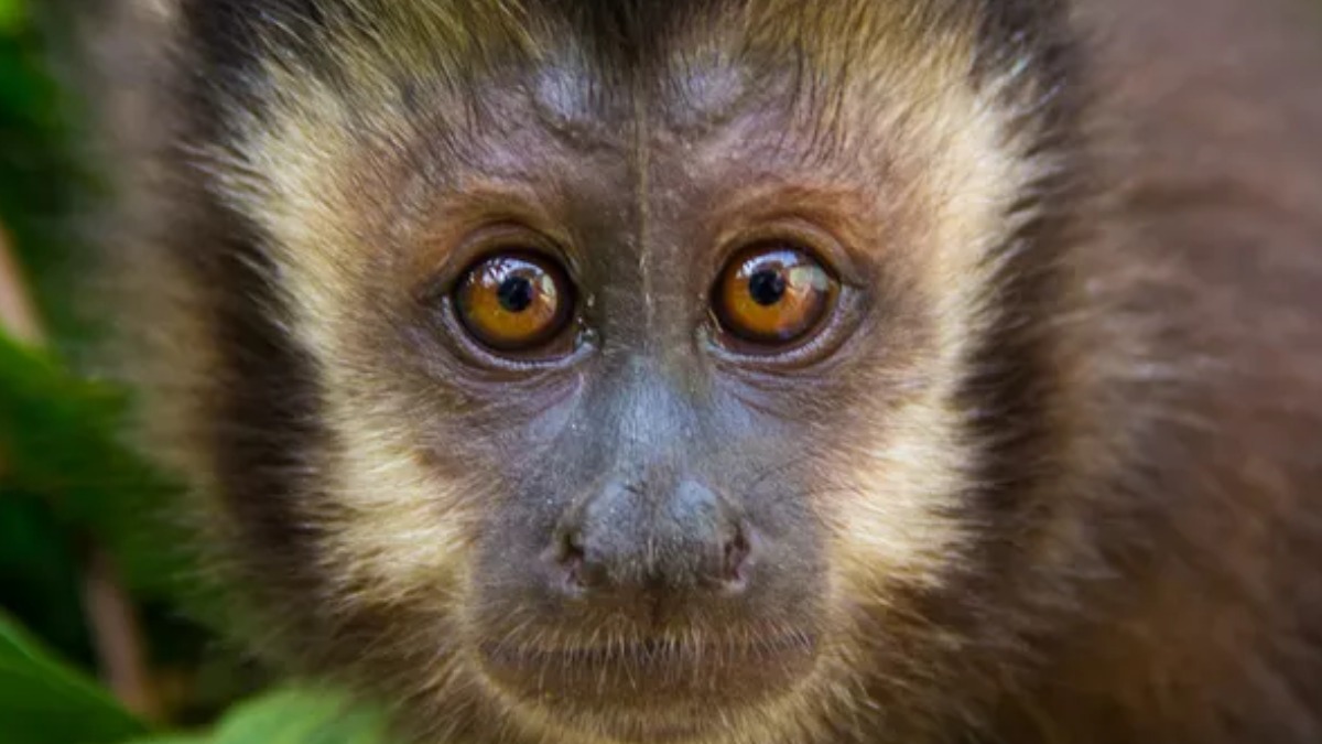 As habilidades do macaco-prego