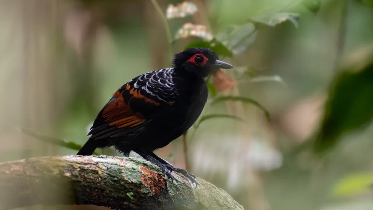 mãe-de-taoca-avermelhada