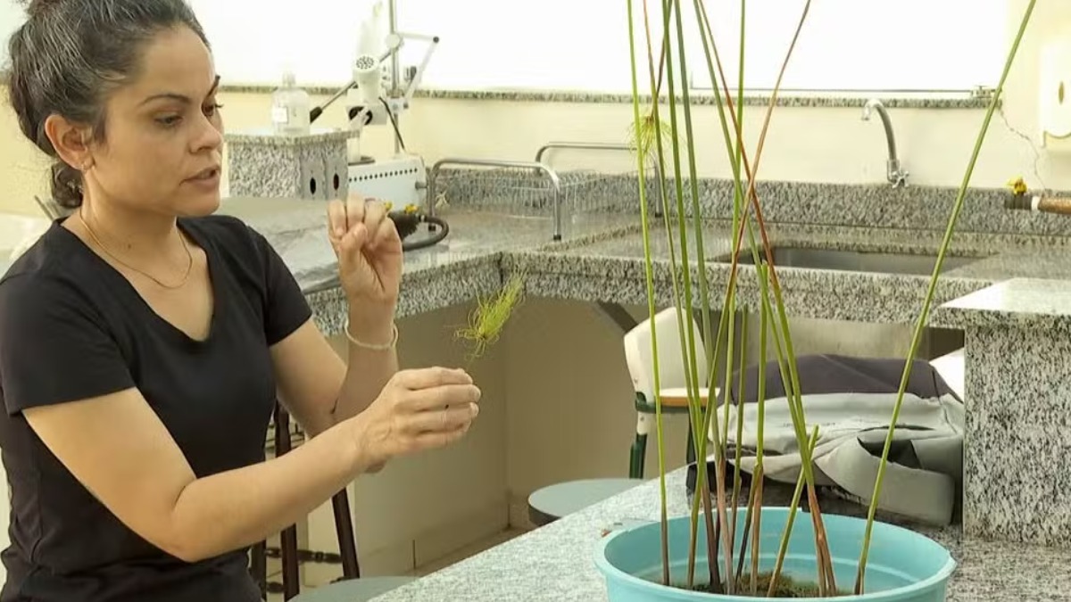 tratamento de água com papiro