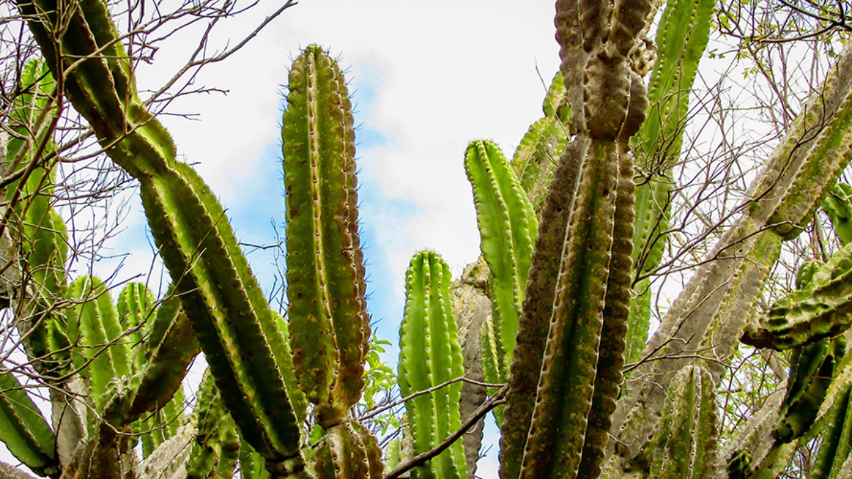 resiliência das plantas
