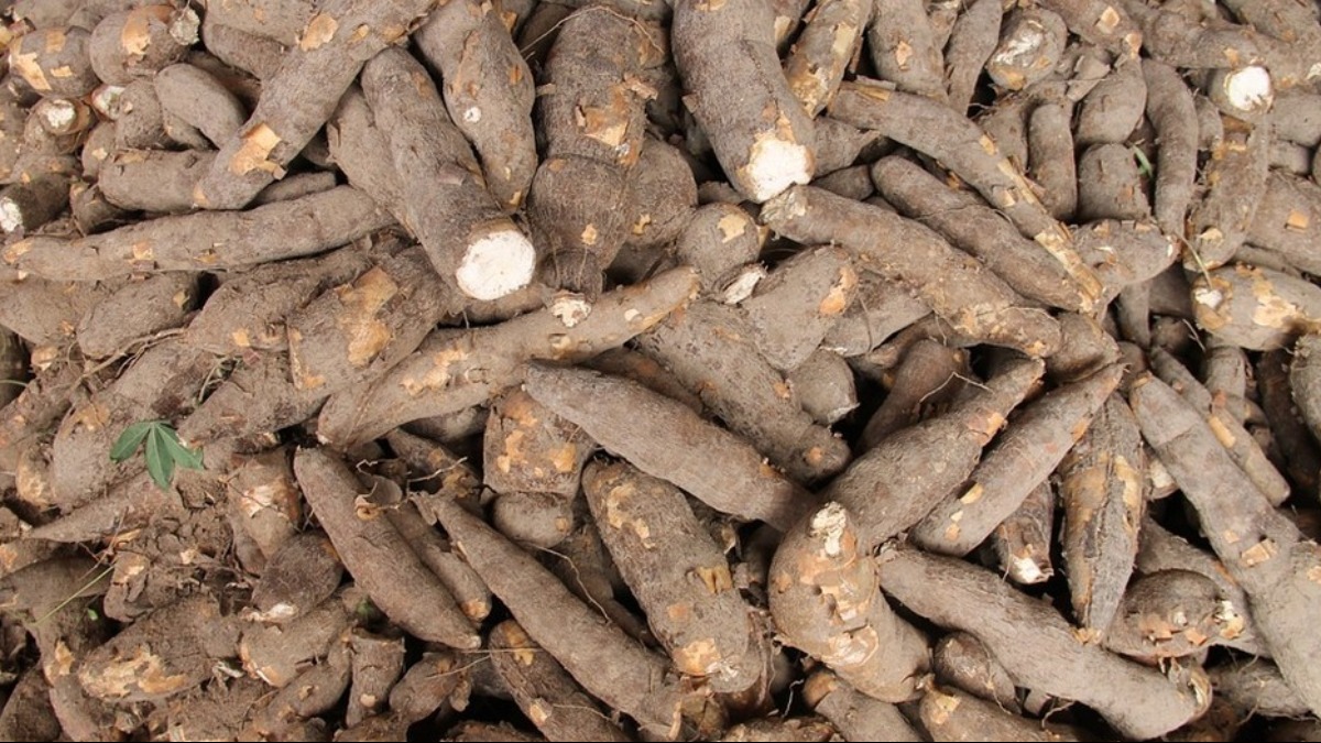 Você sabia que alguns legumes