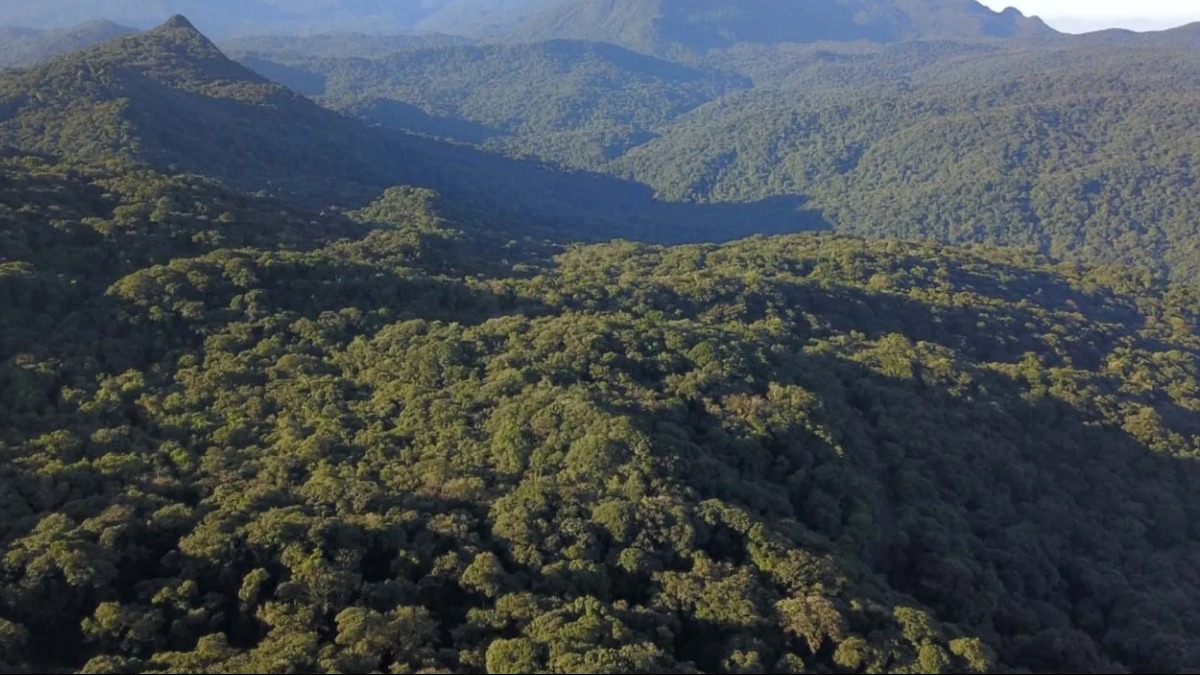 Especial Mata Atlântica: O quintal
