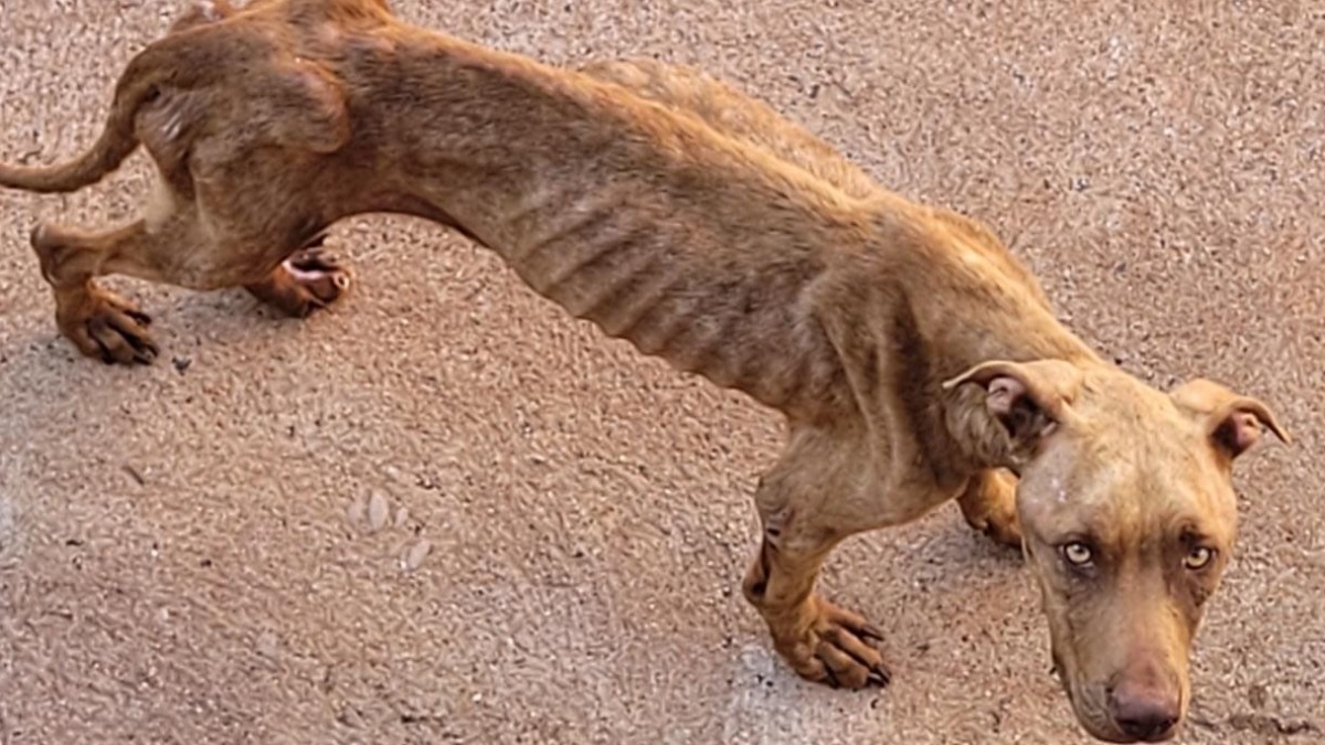 Pitbull come filhote