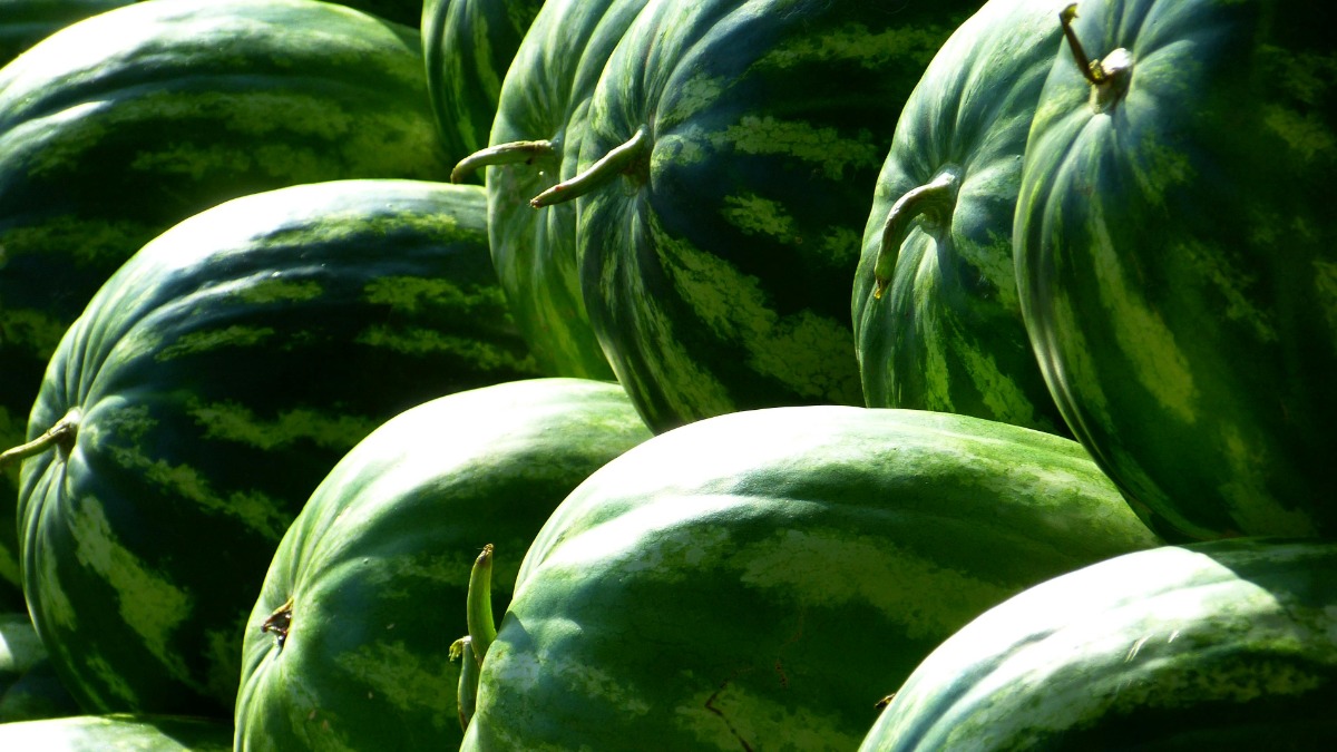 Preço da melancia tem queda