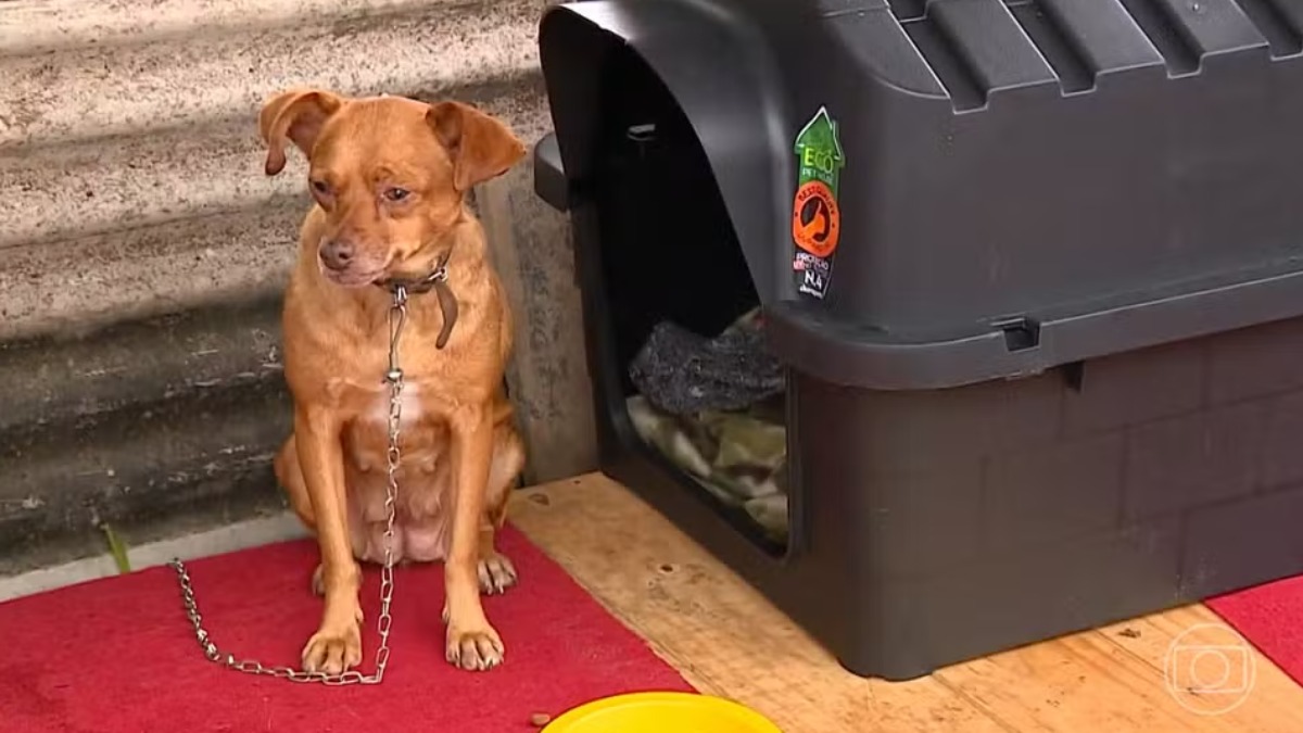 Dona de clínica veterinária em Ribeirão