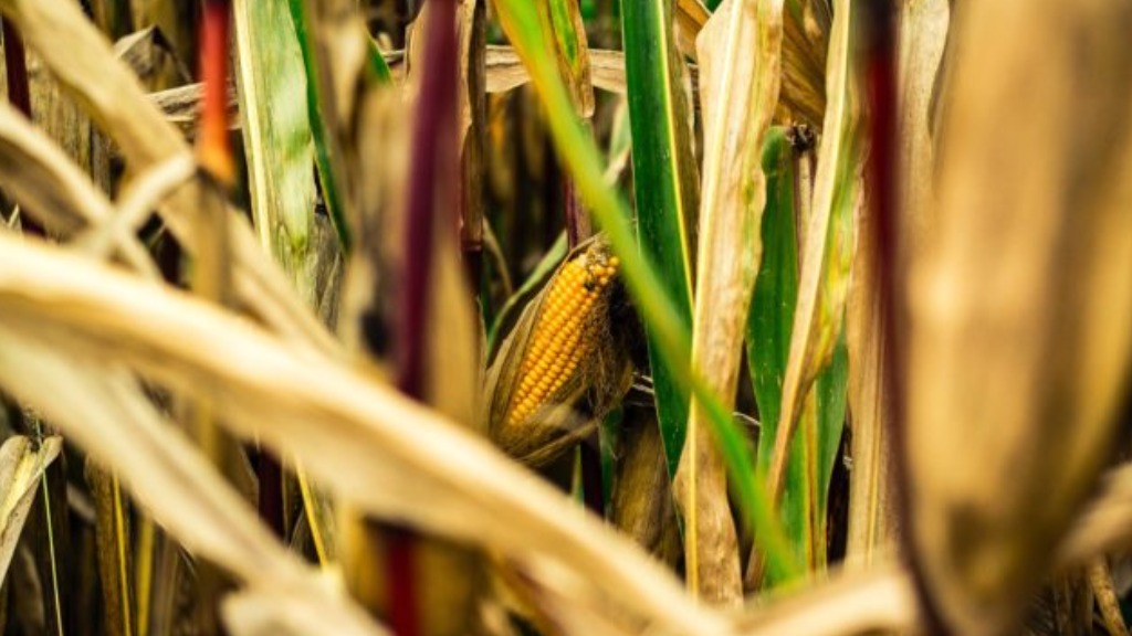 clima terceira safra