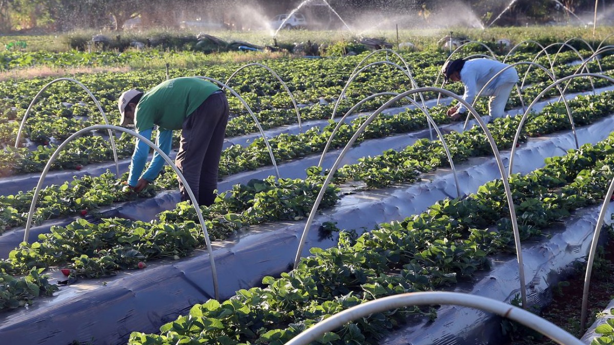 Quais são os direitos e deveres