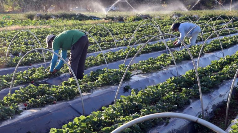 Ministério da Agricultura e Pecuária anuncia