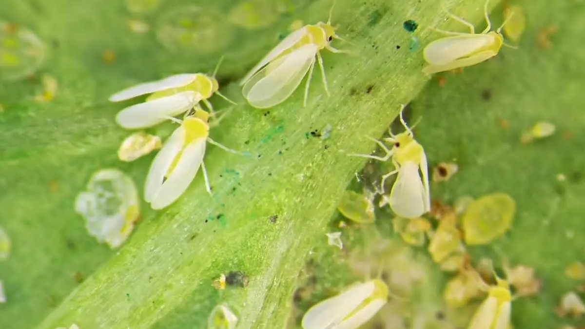 Infestação de mosca-branca traz alerta