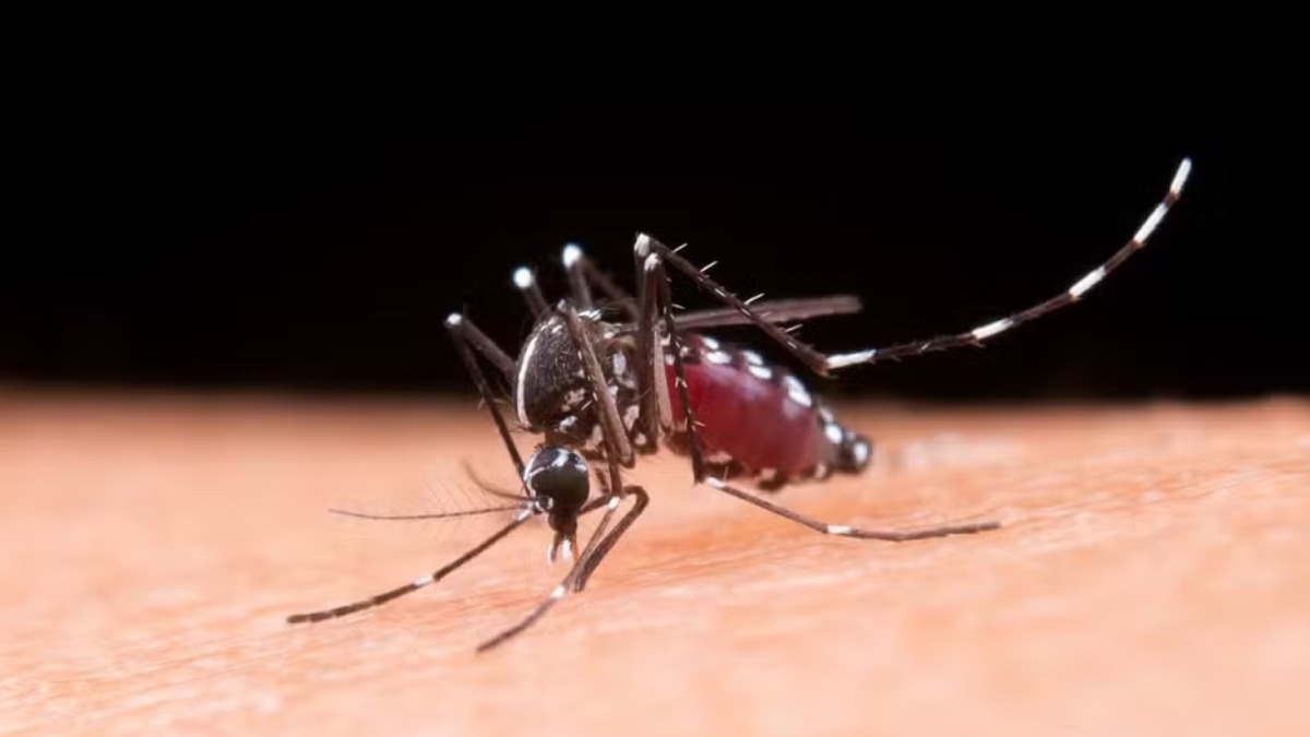 A dengue afeta os atletas da