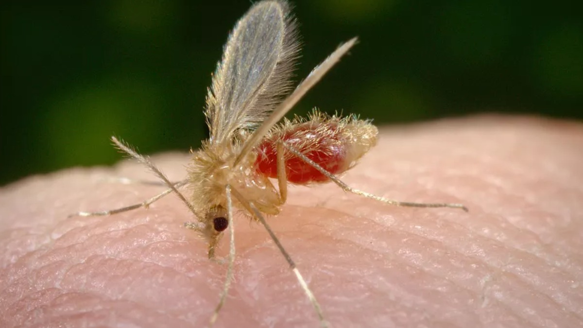 leishmaniose visceral