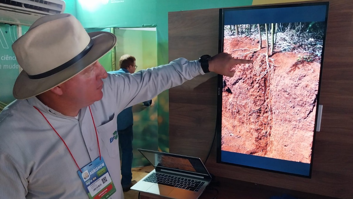 Leguminosa promete ajudar no fortalecimento do