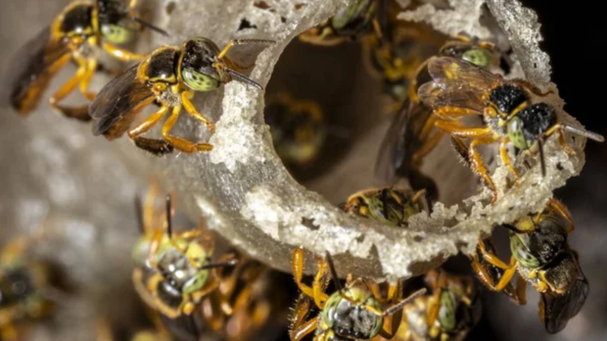 Como o aumento das temperaturas afeta