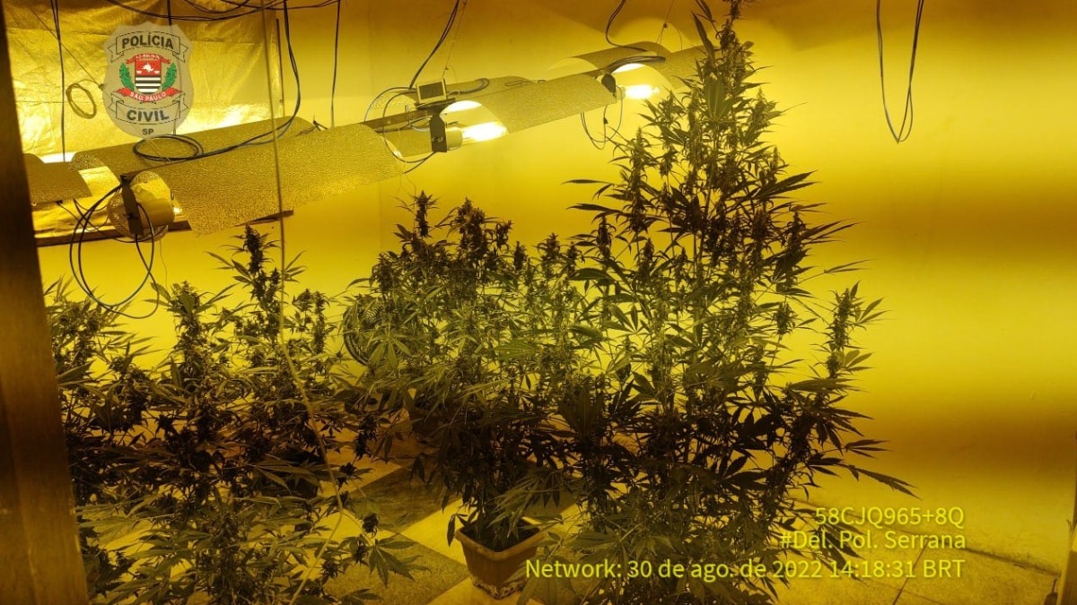 plantação de maconha