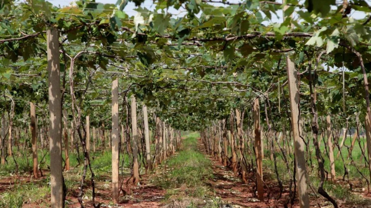 Sabia que a região de Ribeirão