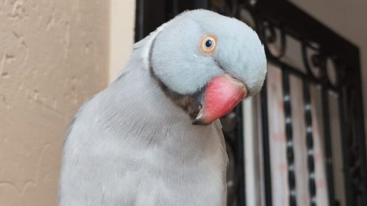 Família busca por pássaro de estimação